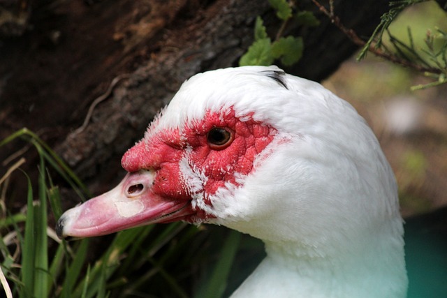 仅能有效监 仅能有效监